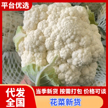 河南菜花，精品花菜，大量上市！产地直发，对接批发市场！