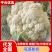 河南菜花，精品花菜，大量上市！产地直发，对接批发市场！