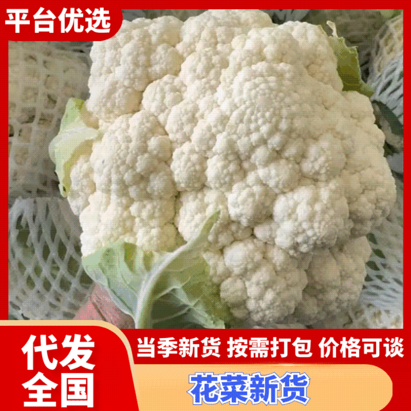 河南菜花，精品花菜，大量上市！产地直发，对接批发市场！