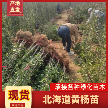 山东北海道黄杨苗，基地直发，规格齐全，承接各种绿化苗木