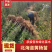 山东北海道黄杨苗，基地直发，规格齐全，承接各种绿化苗木