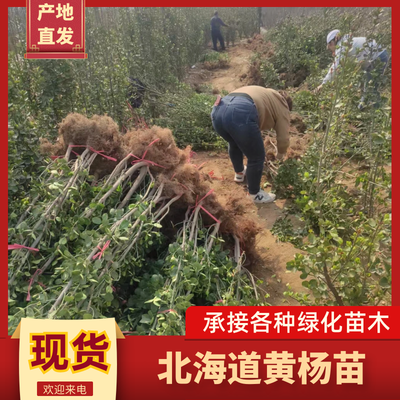 山东北海道黄杨苗，基地直发，规格齐全，承接各种绿化苗木