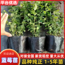 蓝莓苗苔藓苗蓝莓苗L251-8年蓝莓苗