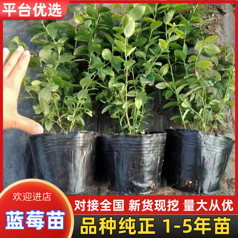 蓝莓苗苔藓苗蓝莓苗L251-8年蓝莓苗