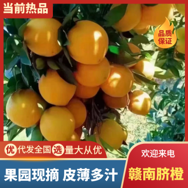赣南脐橙，三百山产区直供，做高品，一件代发量大从优可视频