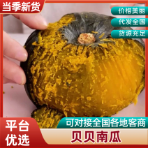【贝贝南瓜】精品南瓜内蒙古现摘现发产地直销可对接全国