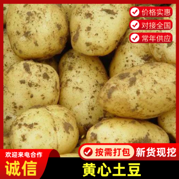 【黄心土豆】热卖内蒙古产地自家种植精品土豆可视频看货全国