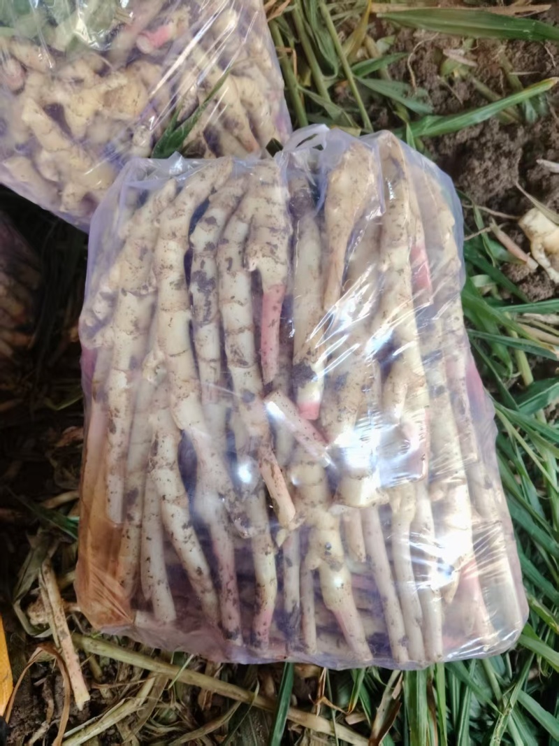 常年供应鲜生姜/大黄姜规格齐全，品质保证，可视频看货发全