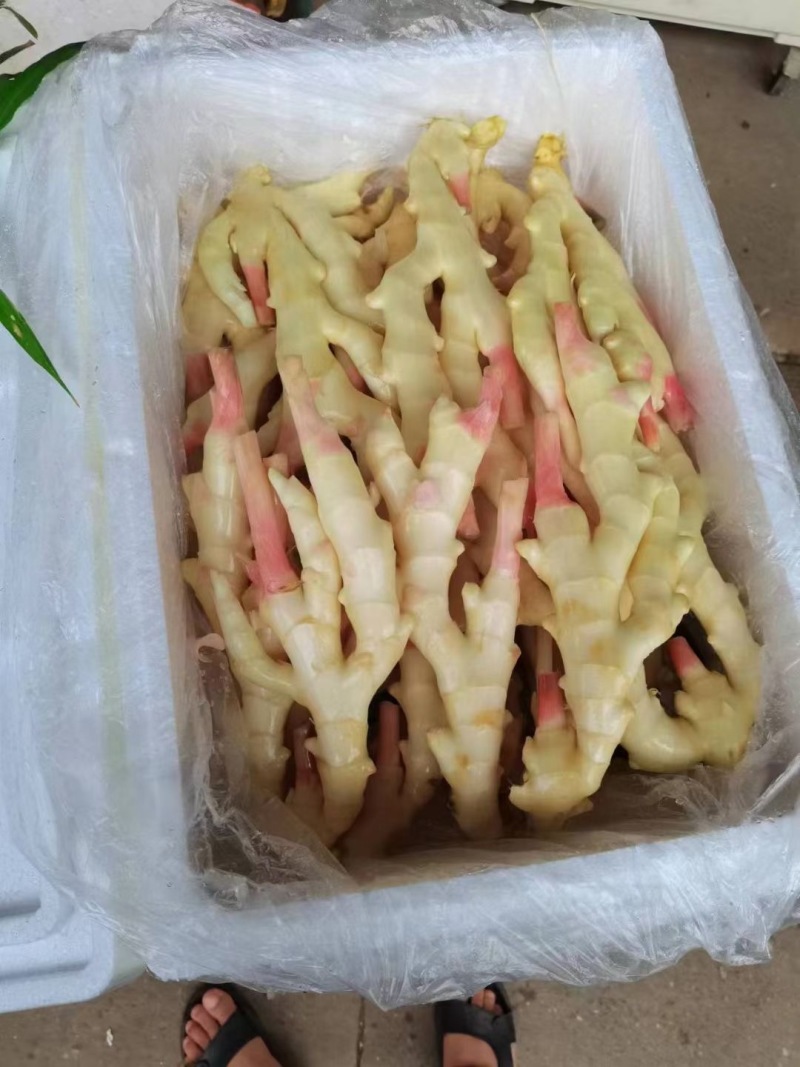 小黄姜二号姜中黄姜菜姜库存，市场电商，货源充足