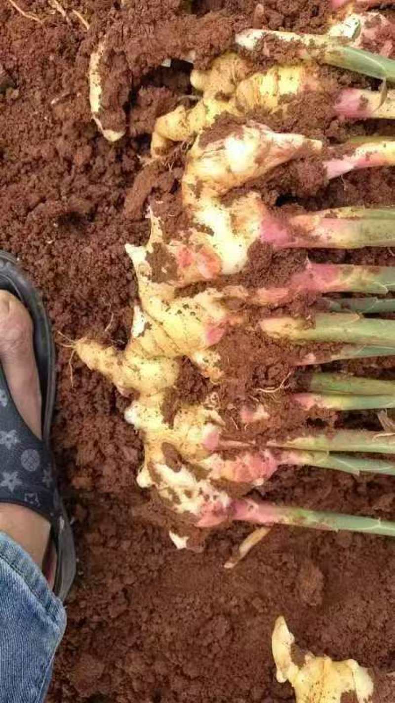 小黄姜二号姜中黄姜菜姜库存，市场电商，货源充足