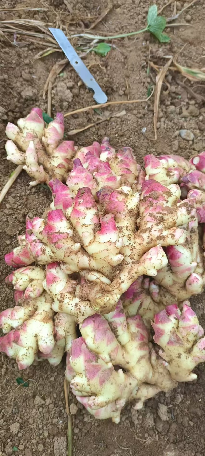 小黄姜二号姜中黄姜菜姜库存，市场电商，货源充足