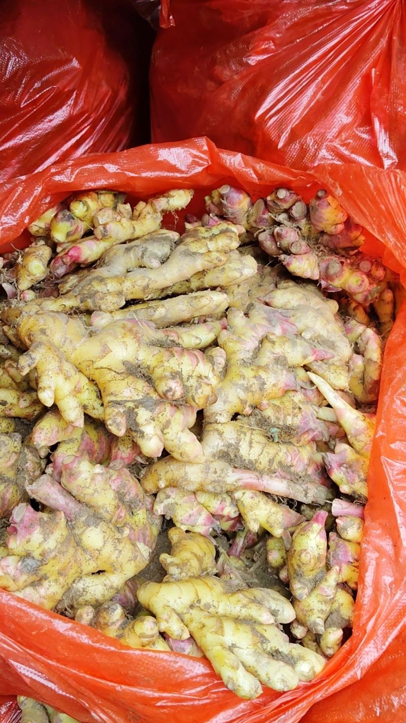 小黄姜二号姜中黄姜菜姜库存，市场电商，货源充足