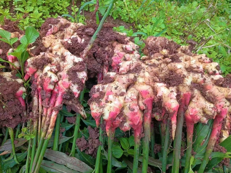小黄姜二号姜中黄姜菜姜库存，市场电商，货源充足