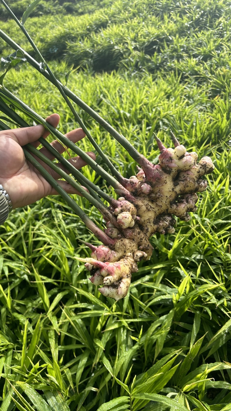 小黄姜二号姜中黄姜菜姜库存，市场电商，货源充足
