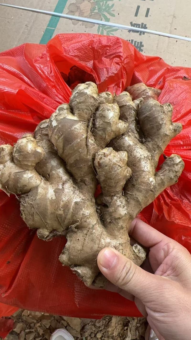 小黄姜二号姜中黄姜菜姜库存，市场电商，货源充足