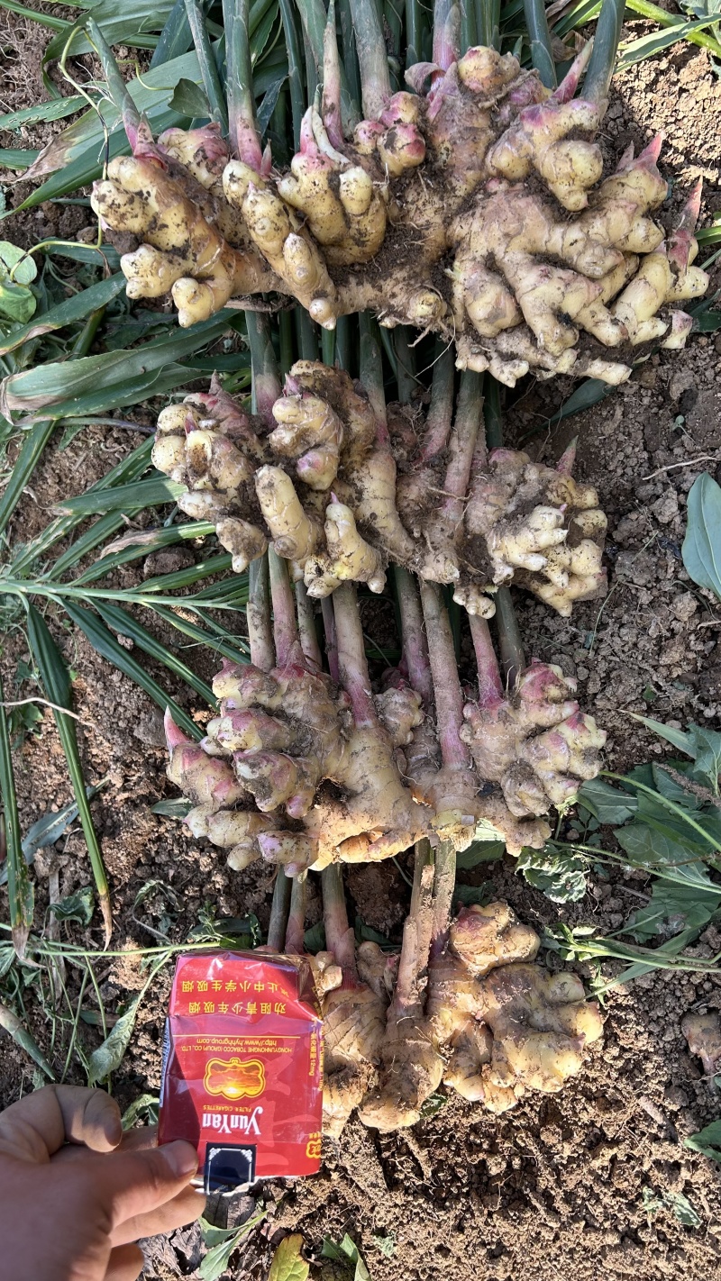 小黄姜二号姜中黄姜菜姜库存，市场电商，货源充足