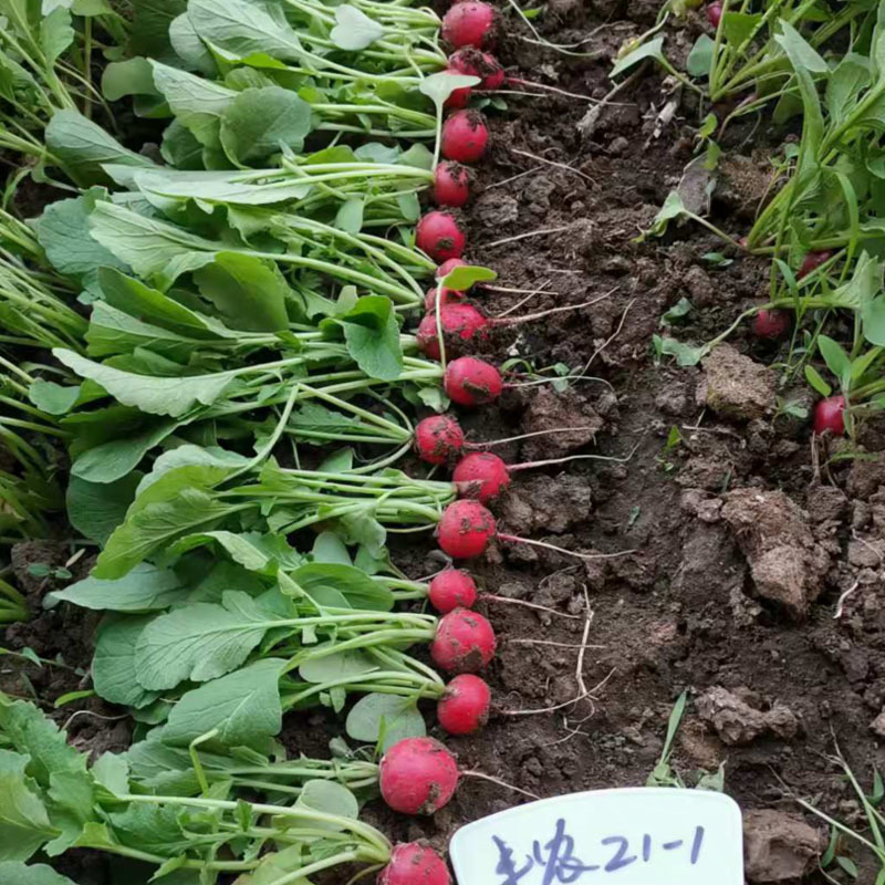 荷兰红丁樱桃萝卜种子四季种植生长快基地品种