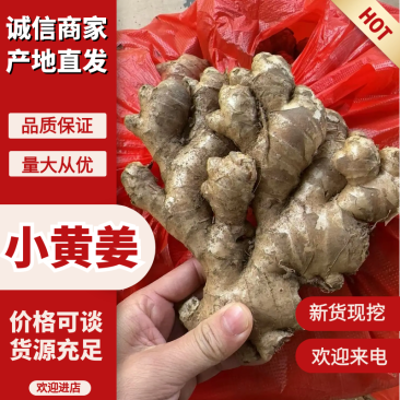 小黄姜二号姜中黄姜菜姜库存，市场电商，货源充足