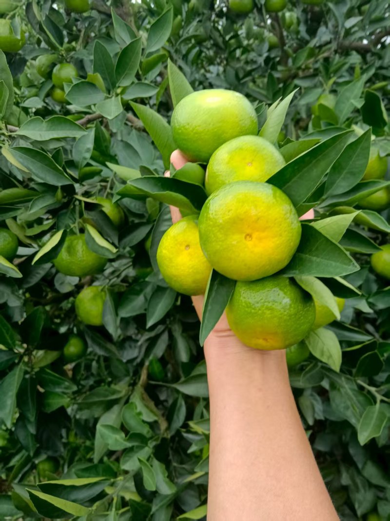 早熟蜜桔大量有货价格可谈对接全国电商超市