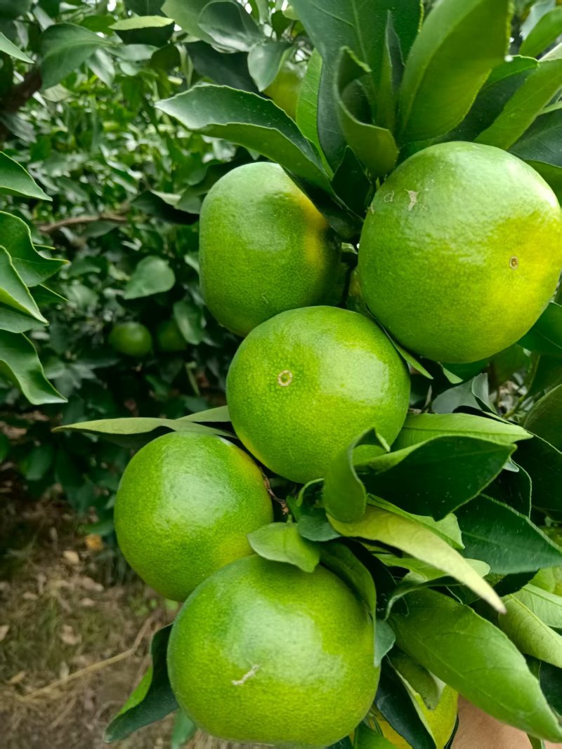 早熟蜜桔大量有货价格可谈对接全国电商超市