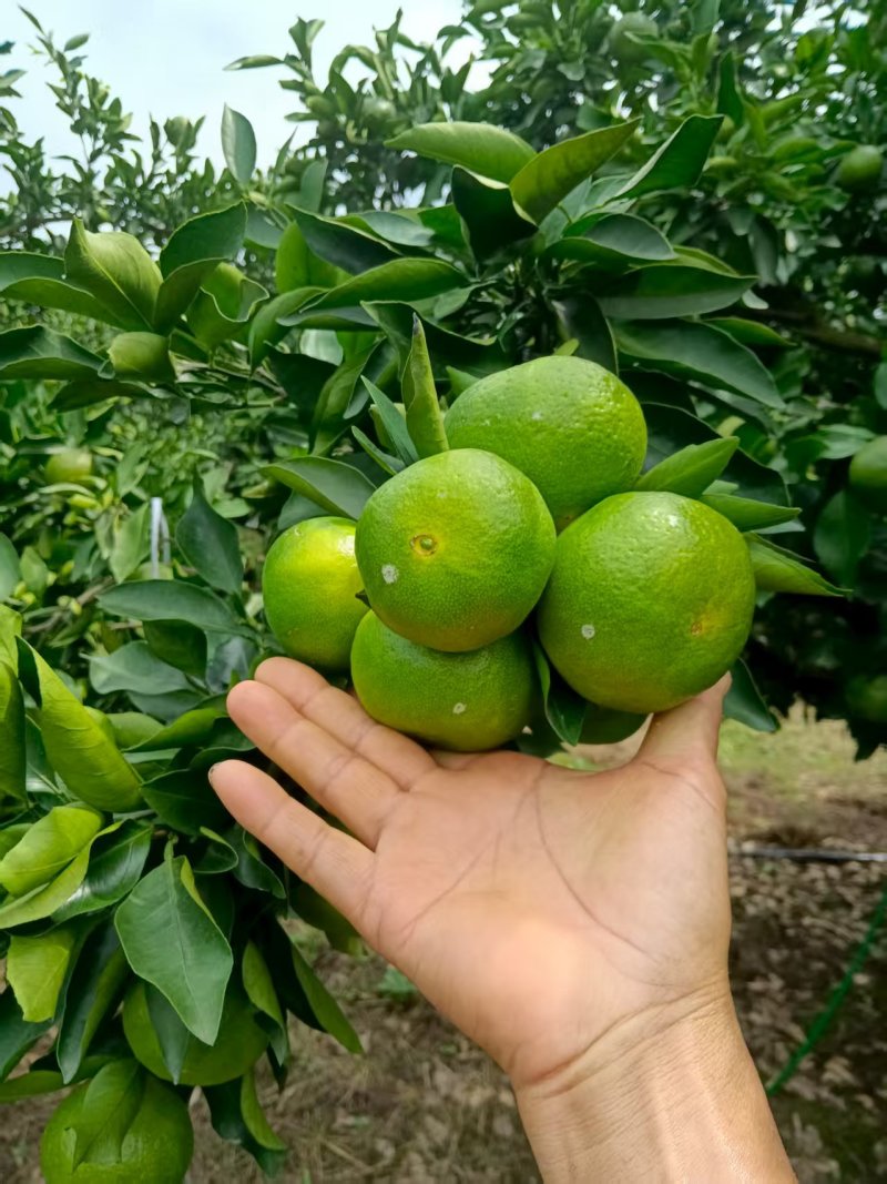 早熟蜜桔大量有货价格可谈对接全国电商超市