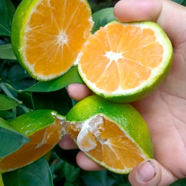 早熟蜜桔大量有货价格可谈对接全国电商超市