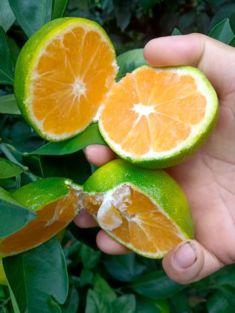早熟蜜桔大量有货价格可谈对接全国电商超市