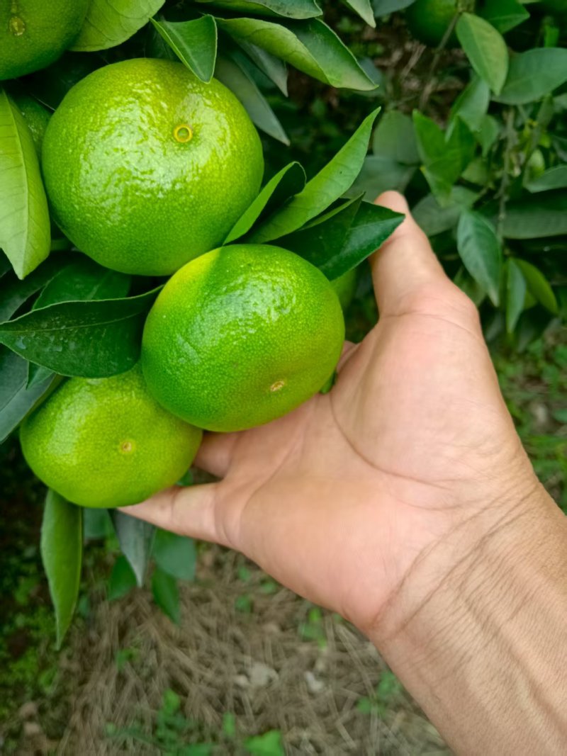 早熟蜜桔大量有货价格可谈对接全国电商超市