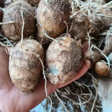 东北小芋头一手货源，规格齐全现挖现发，对接电商市场批发商