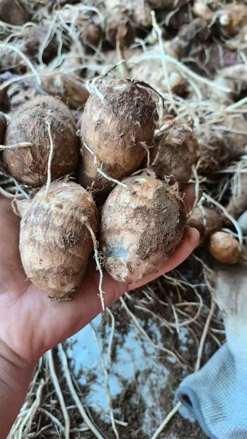 东北小芋头一手货源，规格齐全现挖现发，对接电商市场批发商