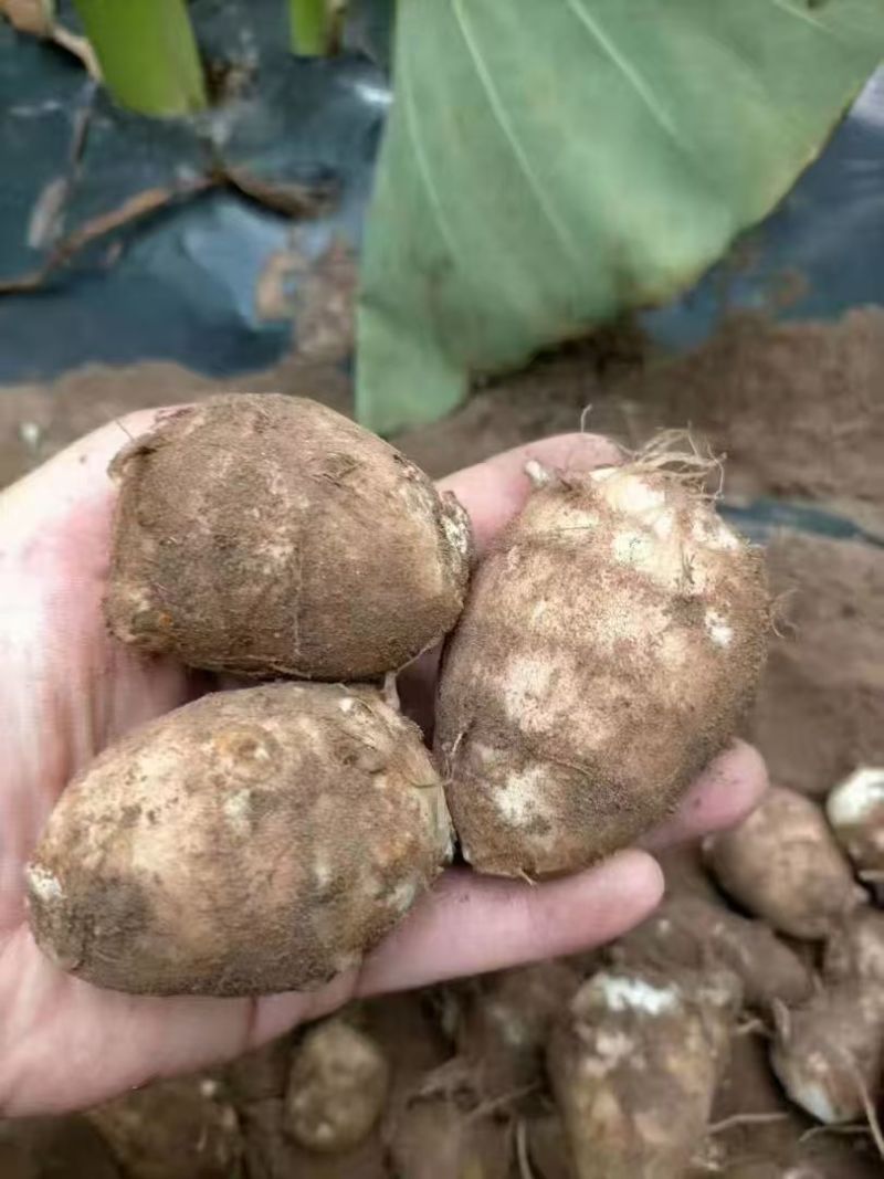 东北小芋头一手货源，规格齐全现挖现发，对接电商市场批发商