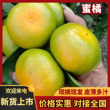 蜜橘四川蜜橘产地直供品质好价格低量大优惠