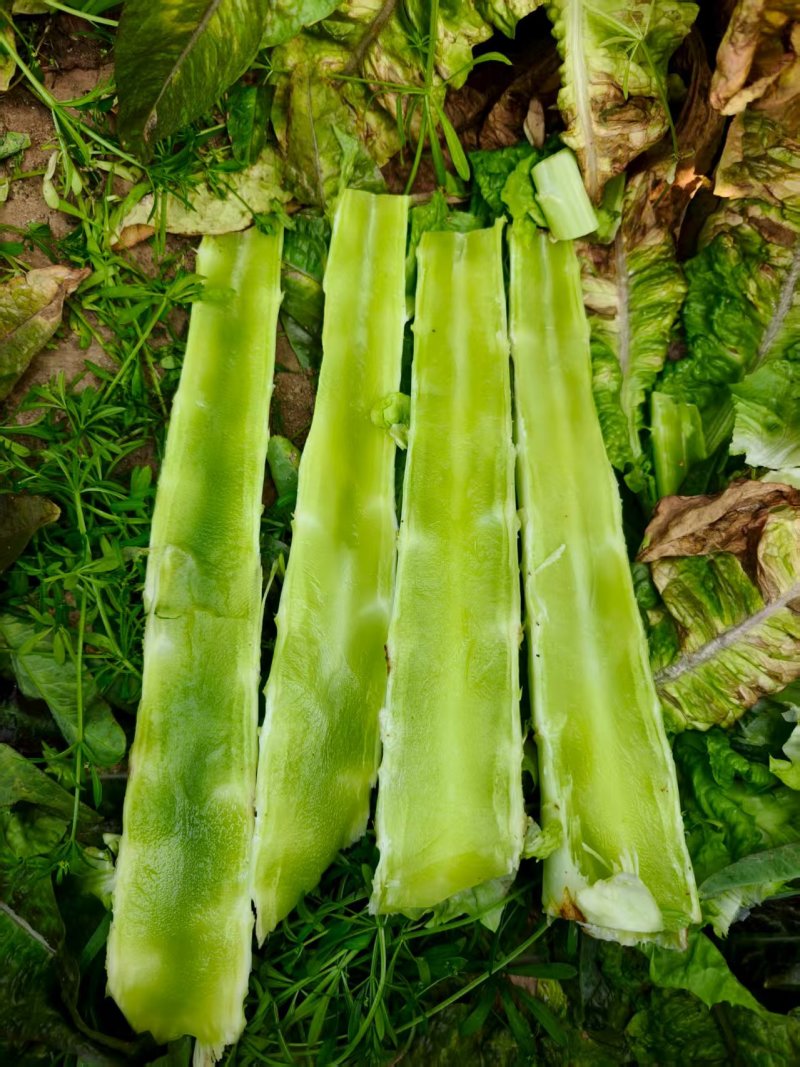 红叶莴苣莴笋大量有货产地直发对接各大平台