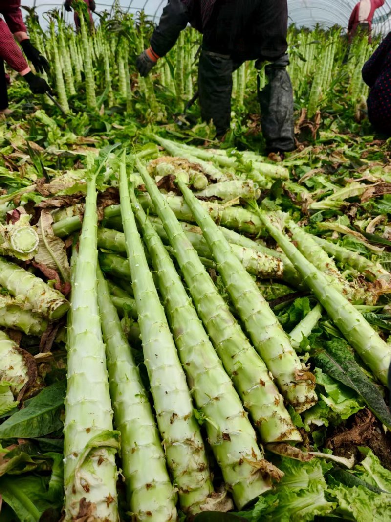 红叶莴苣莴笋大量有货产地直发对接各大平台