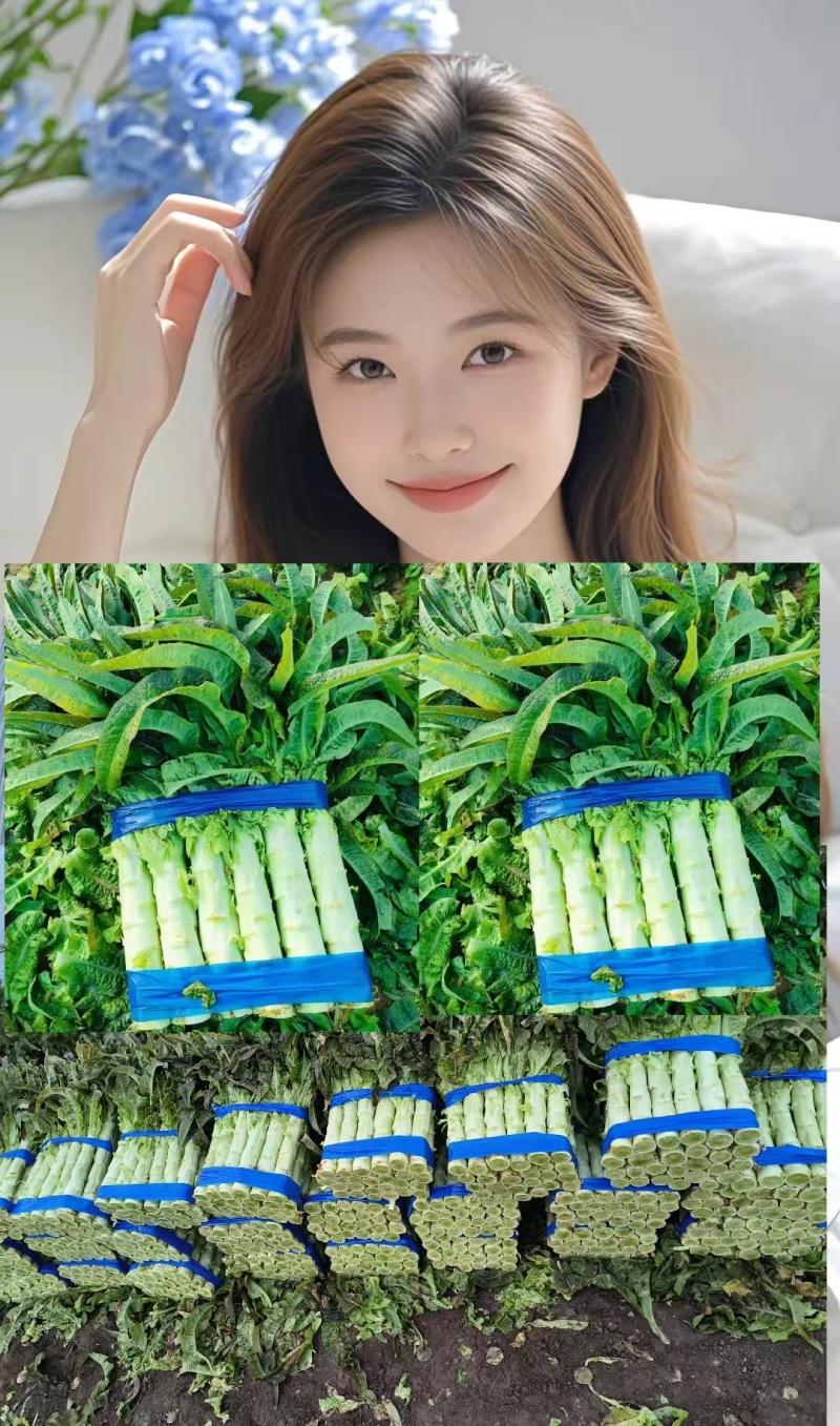 红叶莴苣莴笋大量有货产地直发对接各大平台