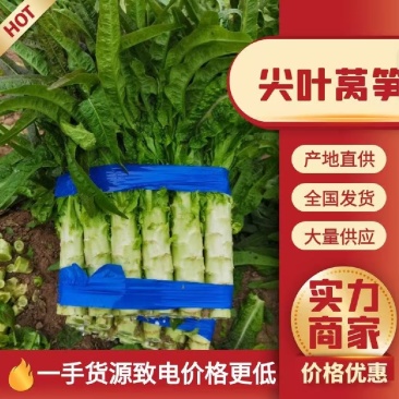 红叶莴苣莴笋大量有货产地直发对接各大平台