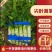 红叶莴苣莴笋大量有货产地直发对接各大平台