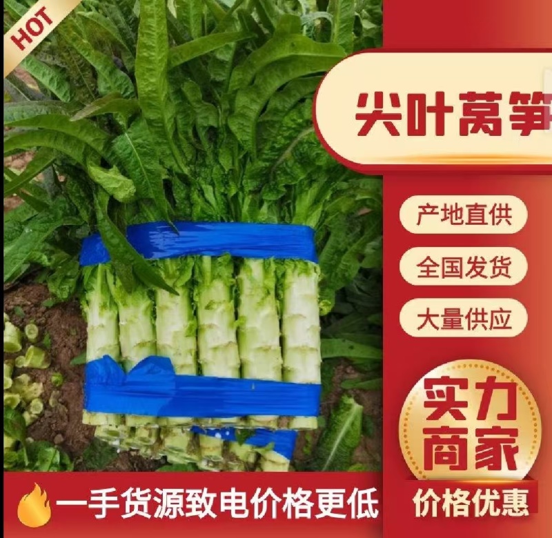 红叶莴苣莴笋大量有货产地直发对接各大平台
