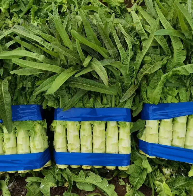 红叶莴苣莴笋大量有货产地直发对接各大平台