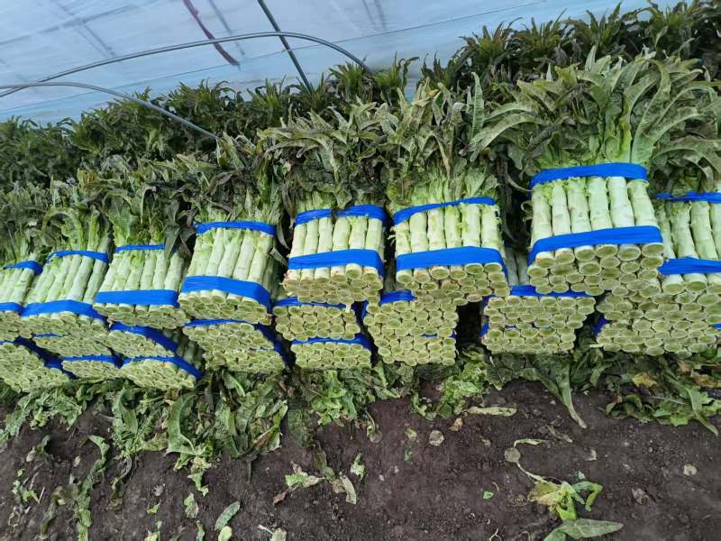 红叶莴苣莴笋大量有货产地直发对接各大平台