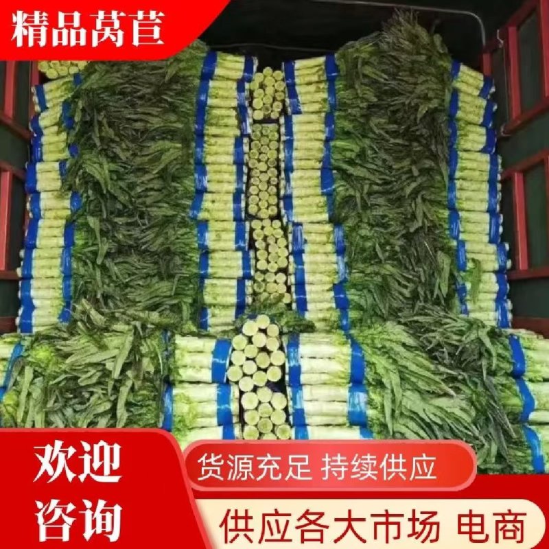 红叶莴苣莴笋大量有货产地直发对接各大平台