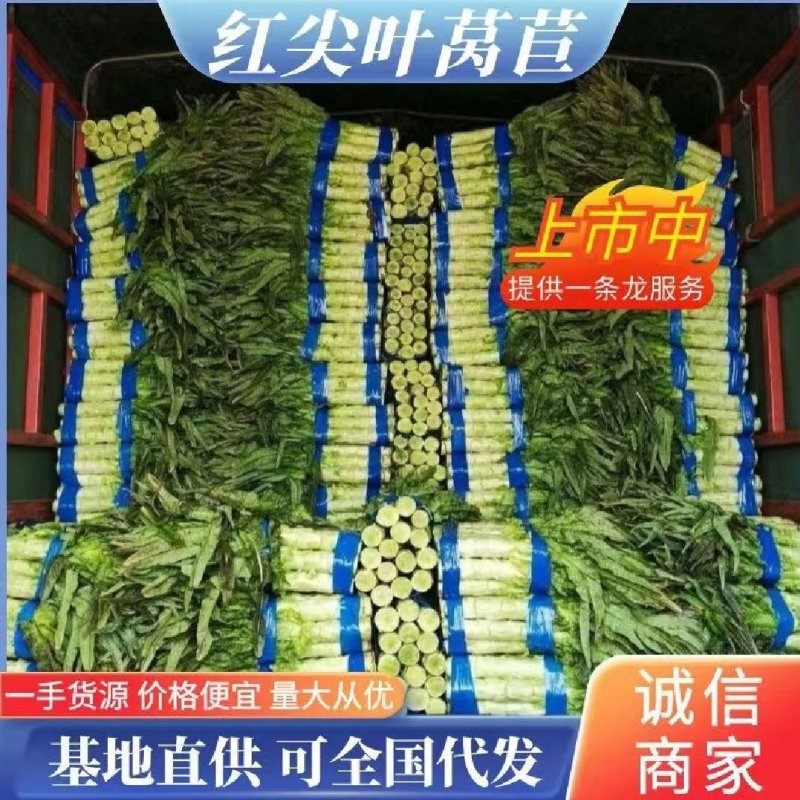红叶莴苣莴笋大量有货产地直发对接各大平台