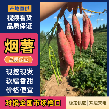 辽宁彰武大量红薯，烟薯，基地直发一手货源可视频验货