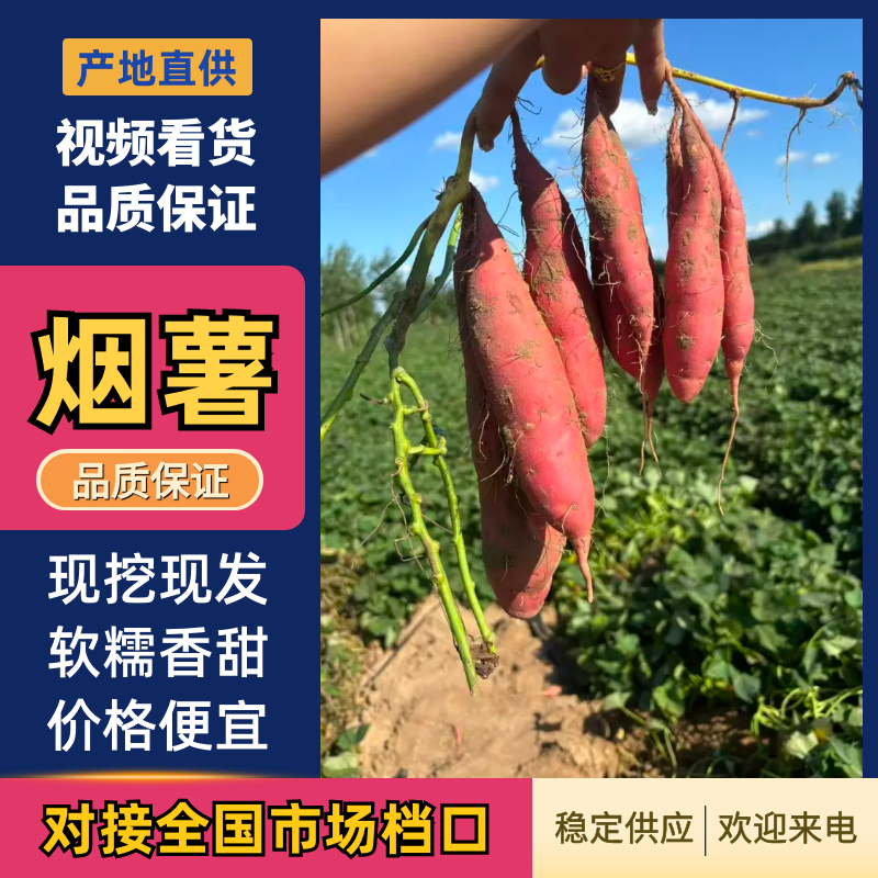辽宁彰武大量红薯，烟薯，基地直发一手货源可视频验货