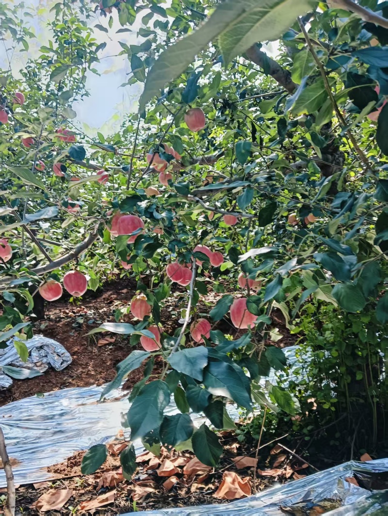 精品寒富苹果，新鲜现摘美味口感，量大从优欢迎来电咨询！