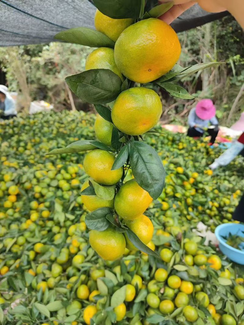 寻乌普早蜜桔蜜橘柑桔皮薄多汁江西蜜橘脆甜可口果园直发