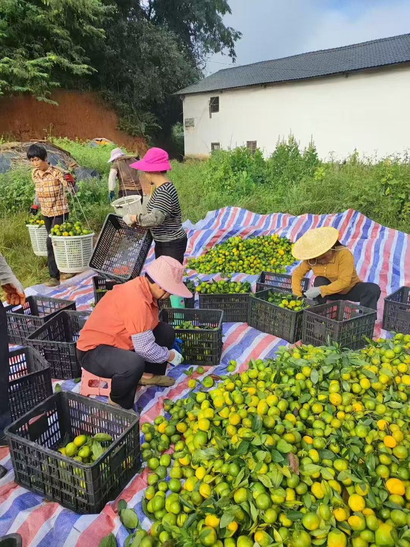 寻乌普早蜜桔蜜橘柑桔皮薄多汁江西蜜橘脆甜可口果园直发