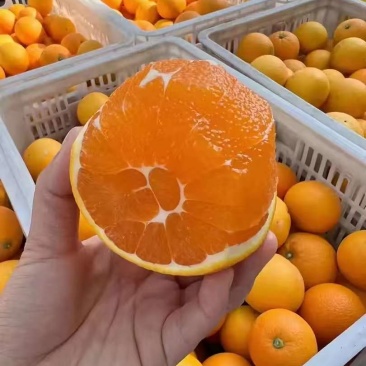 精品推荐九月红脐橙果冻橙湖北基地直供质量保证一手货源