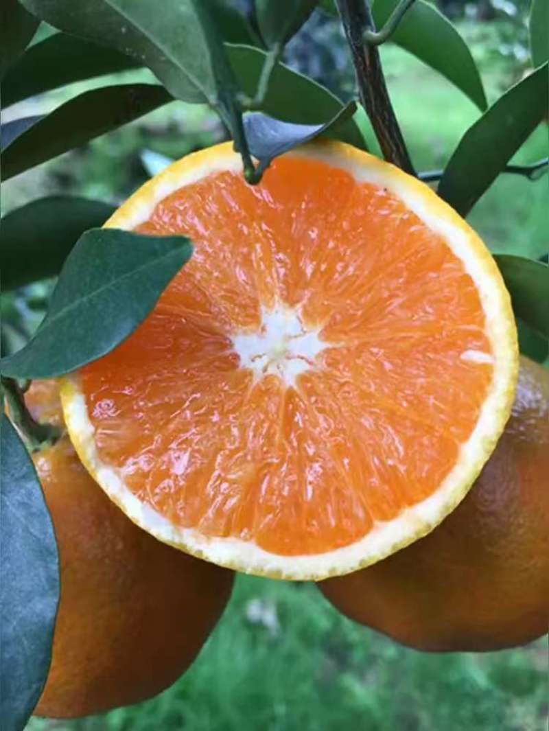 精品推荐九月红脐橙果冻橙湖北基地直供质量保证一手货源