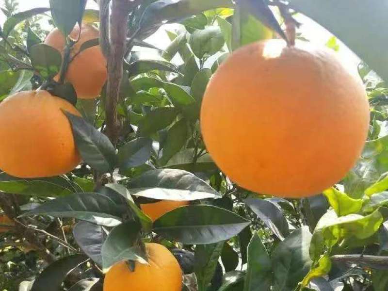 精品推荐九月红脐橙果冻橙湖北基地直供质量保证一手货源